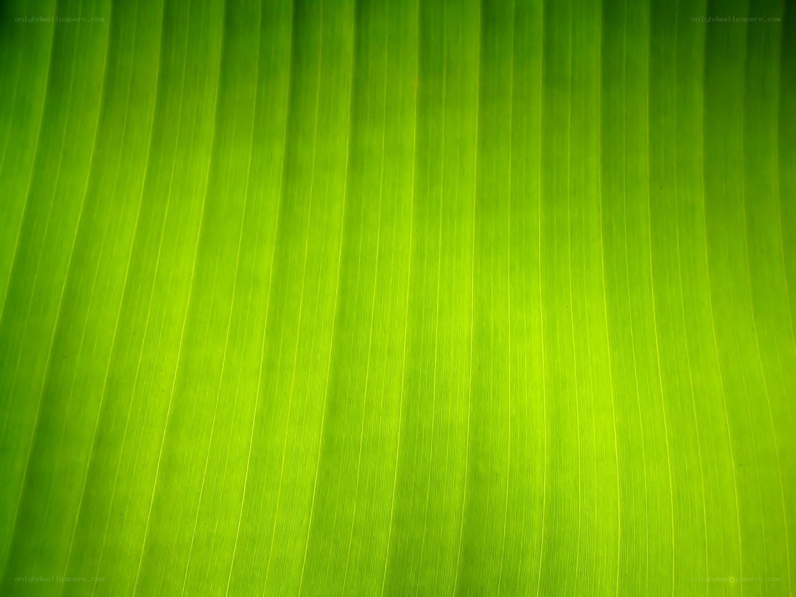 green leaf texture close-up