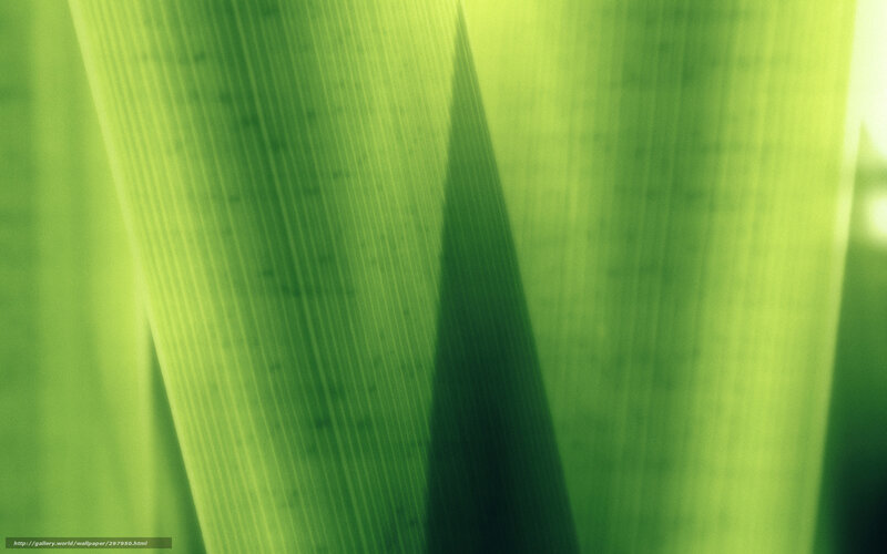 Green leaf texture close-up