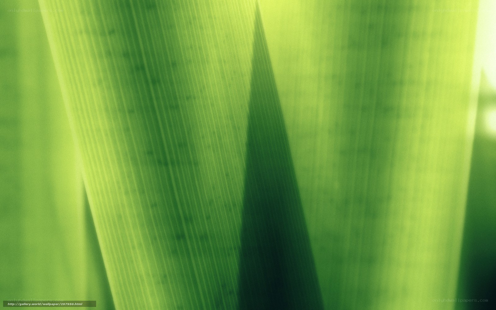 Green leaf texture close-up