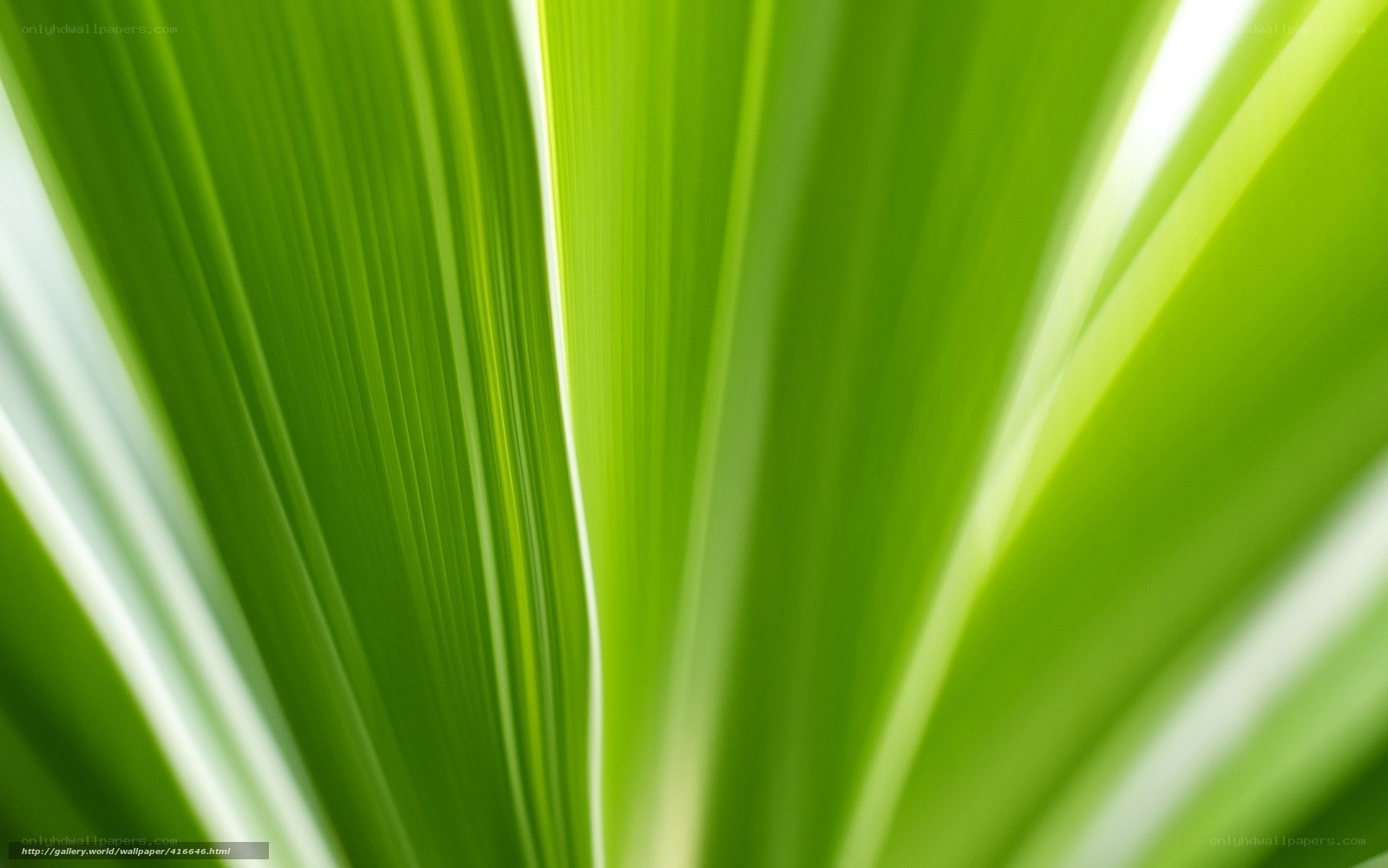 green leaf texture close-up