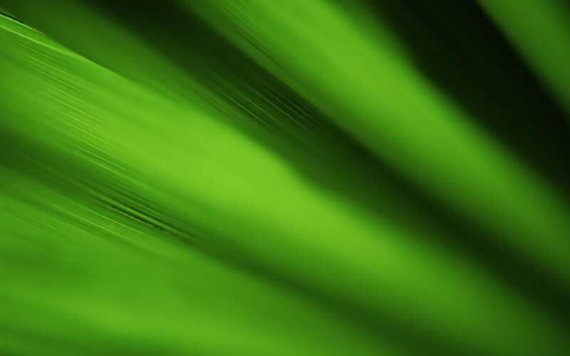 green leaf texture close-up