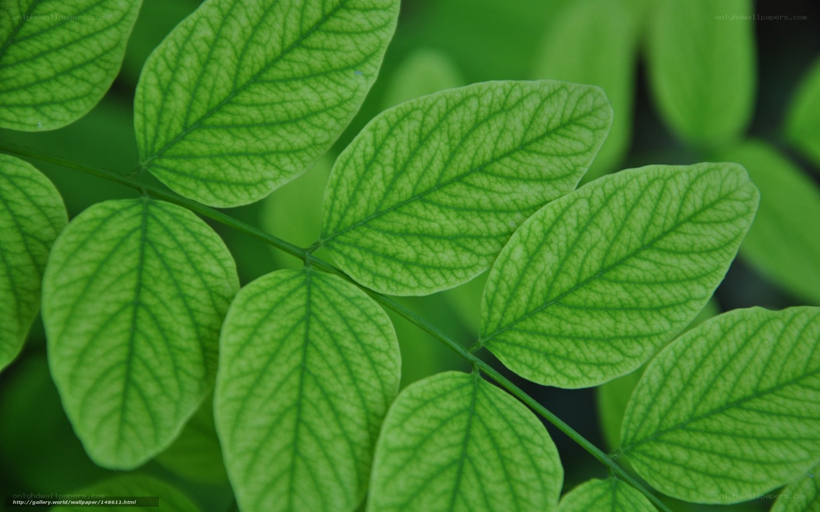 green leaf texture close-up