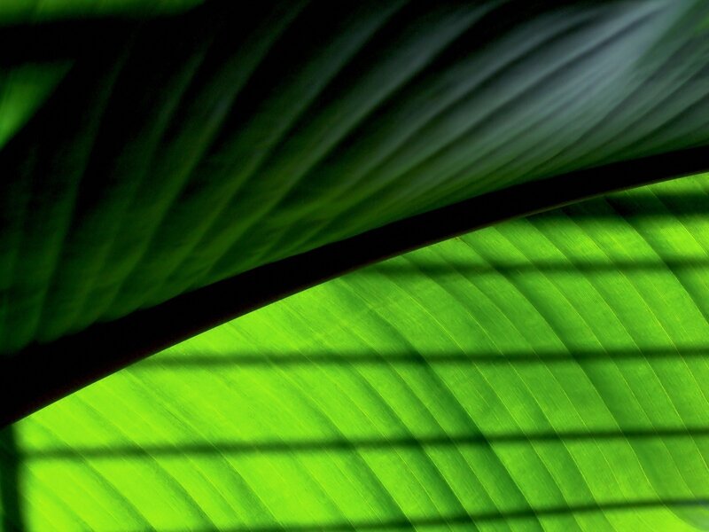 Green Leaf Texture — Dramatic, Photograph