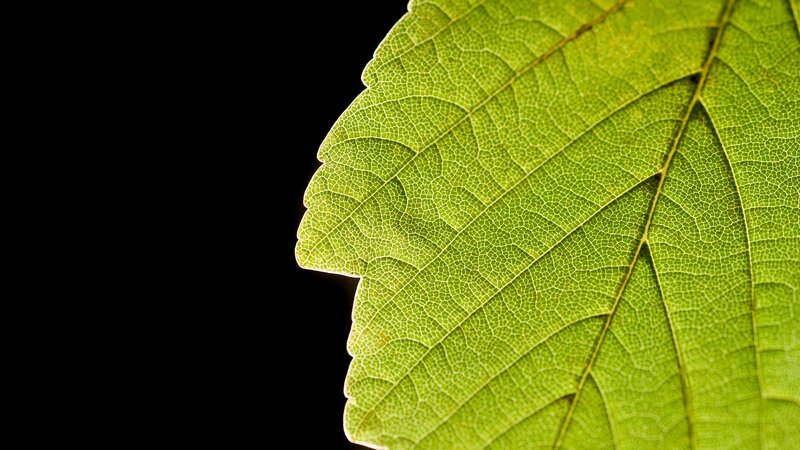 Green Leaf Texture — Dramatic, Photograph, Veins