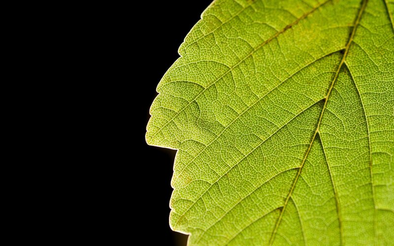 Green Leaf Texture — Dramatic