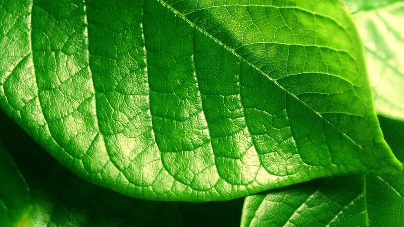 Green Leaf Texture — Natural