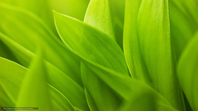 green leaf texture