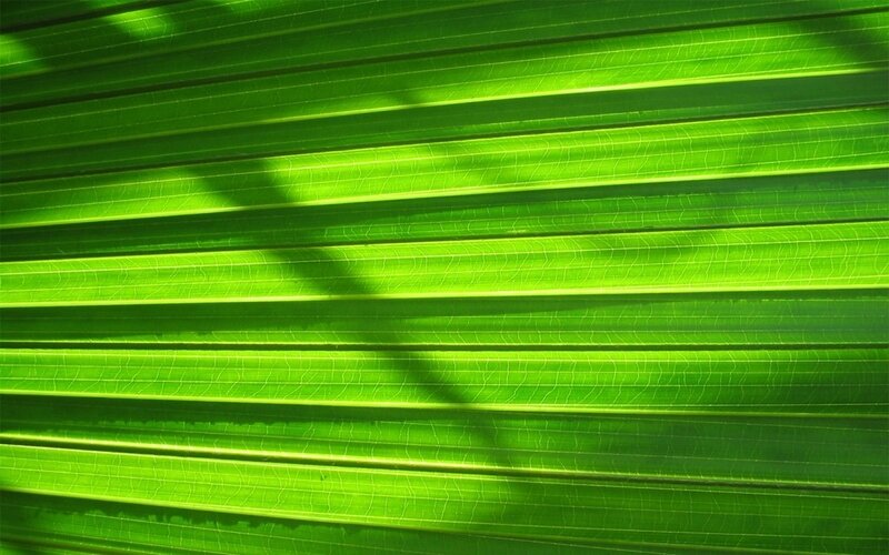 green leaf texture with light