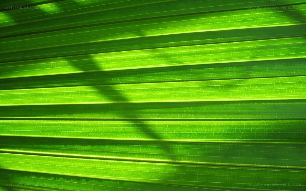 green leaf texture with light