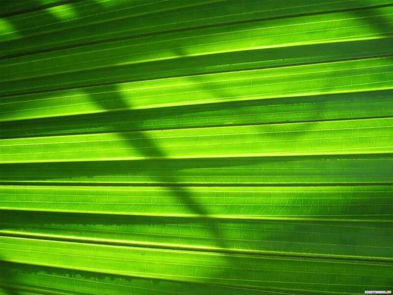 Green leaf texture with sunlight