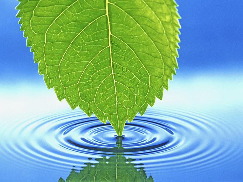 Green Leaf Touching Water