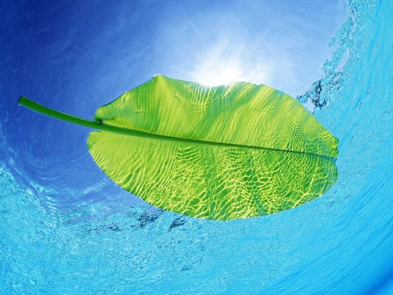 green leaf under water