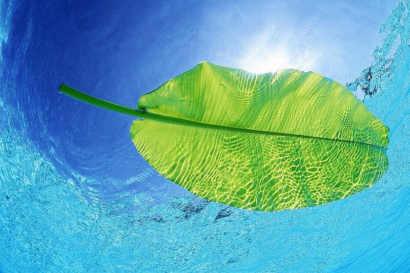 Green Leaf Underwater — Blue