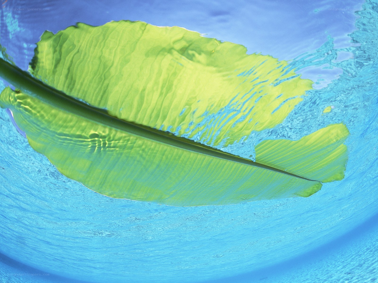 green leaf underwater