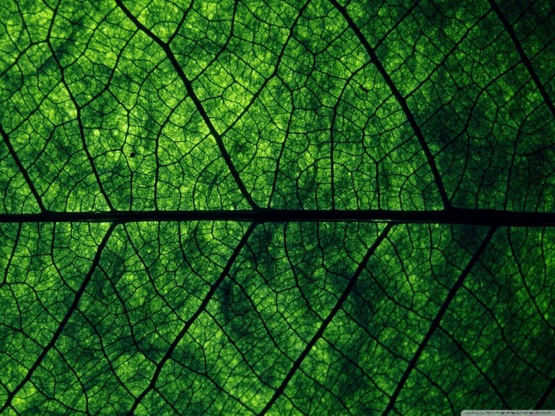green leaf vein pattern