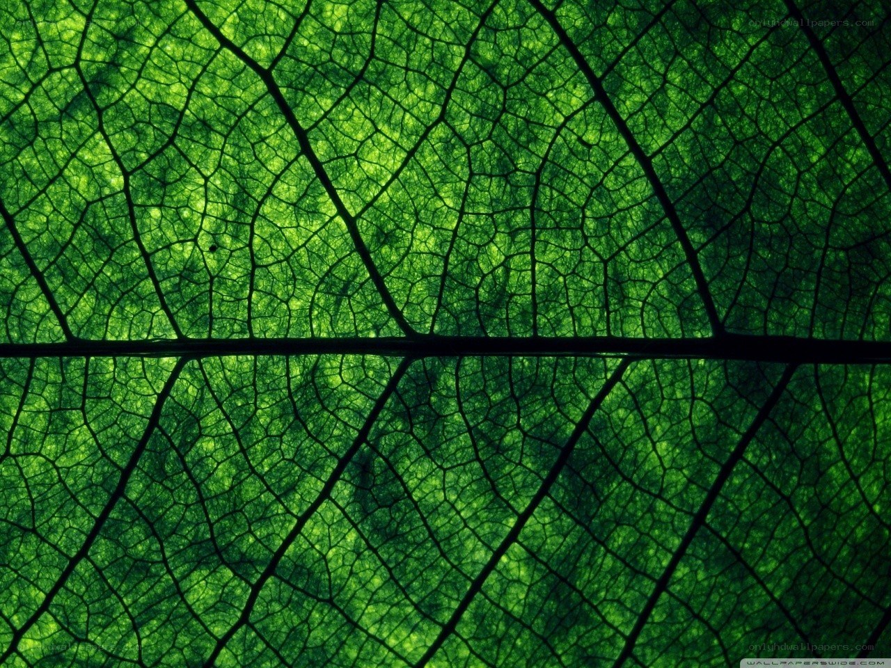 green leaf vein pattern