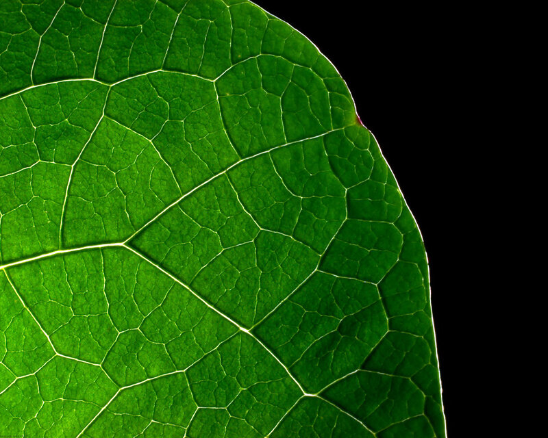 Green Leaf Vein Pattern — Dramatic, Photograph