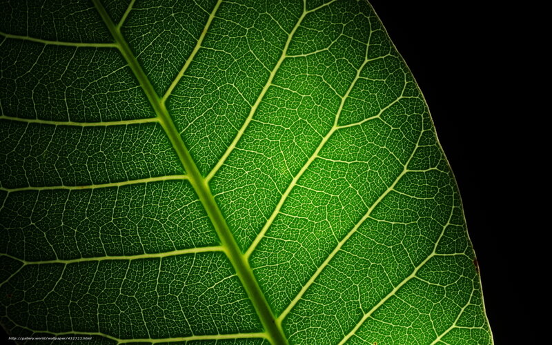Green Leaf Vein Pattern — Dramatic
