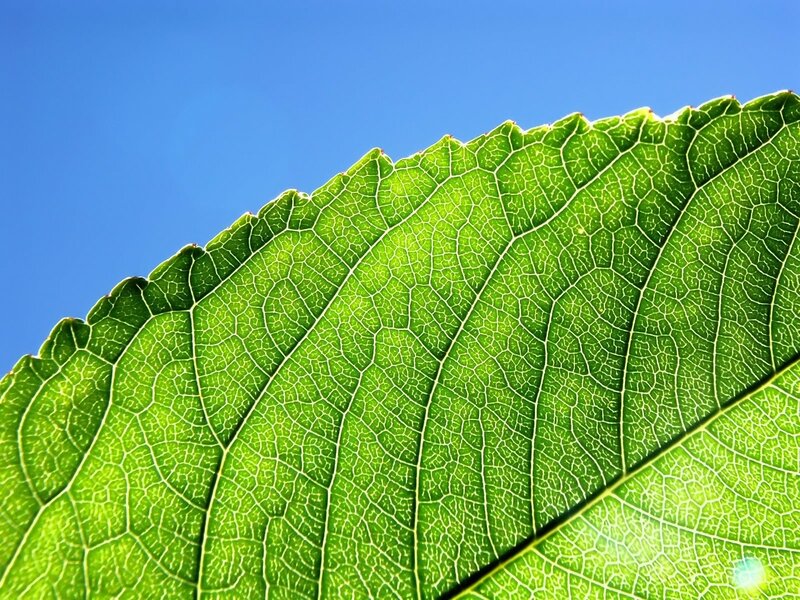 Green Leaf Vein Pattern — Serene, Afternoon