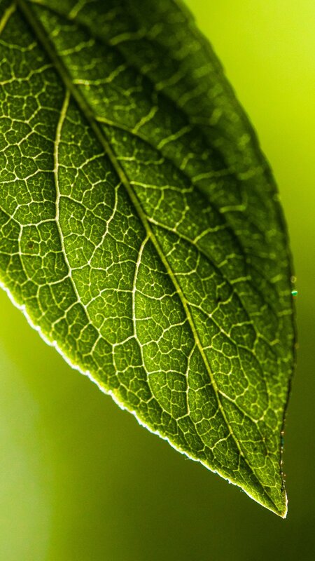 Green Leaf Vein Pattern — Serene, Photograph