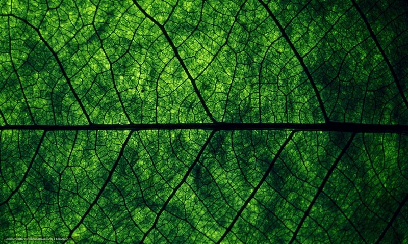 green leaf vein pattern