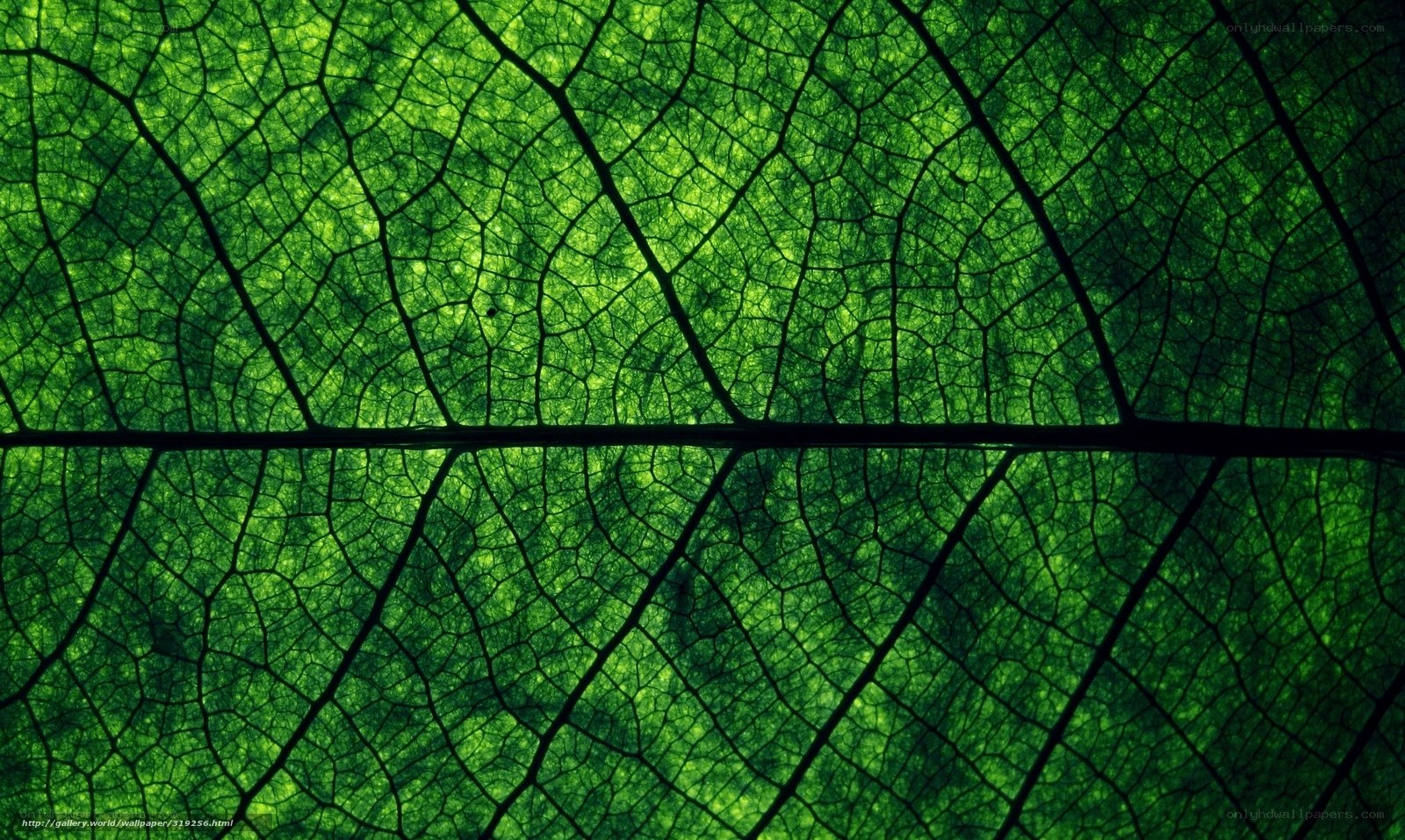 green leaf vein pattern