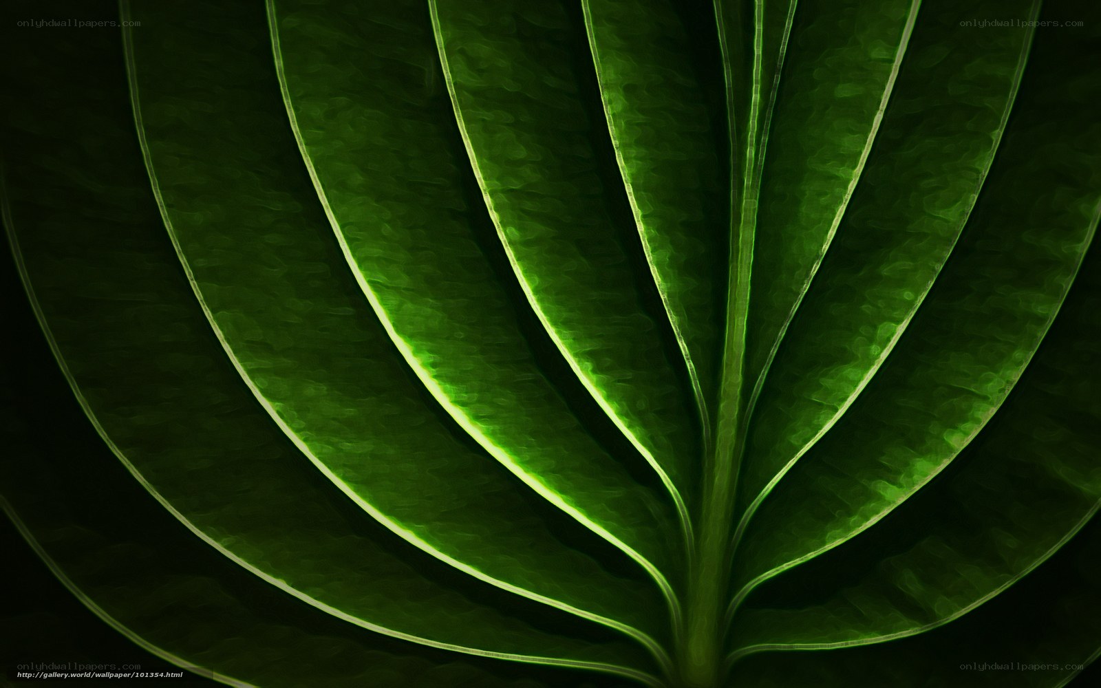 Green leaf veins close-up
