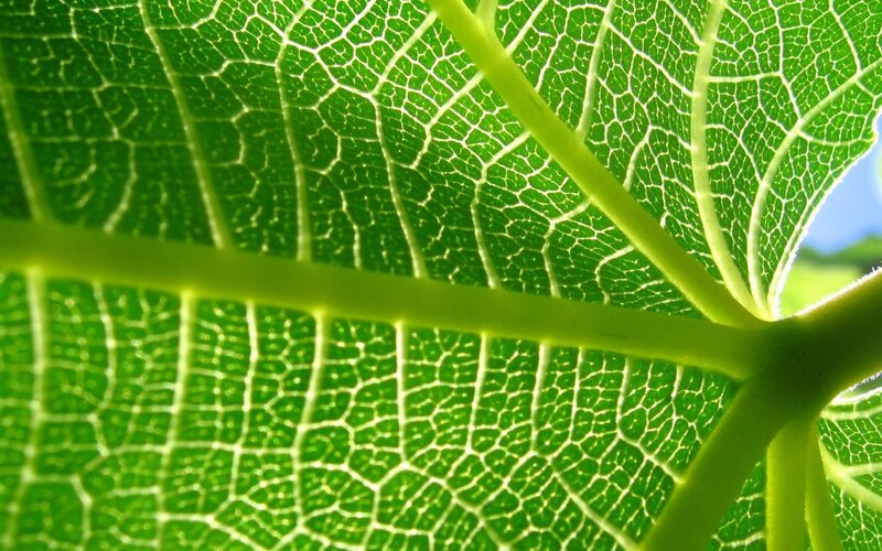 Green Leaf Veins — Natural, Afternoon