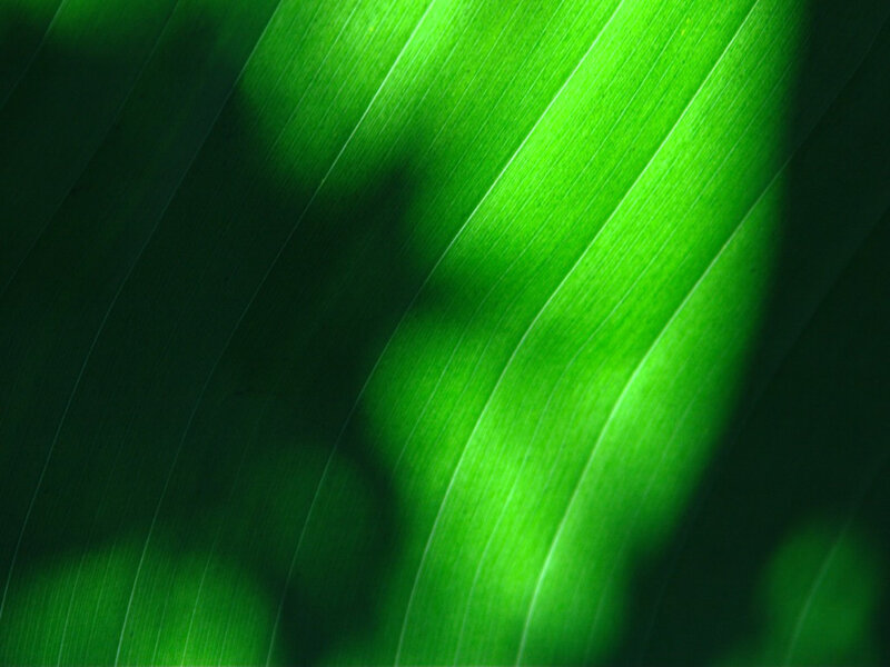 Green Leaf Veins — Natural
