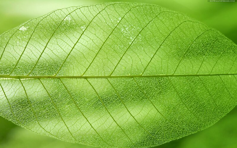 Green Leaf Veins — Serene