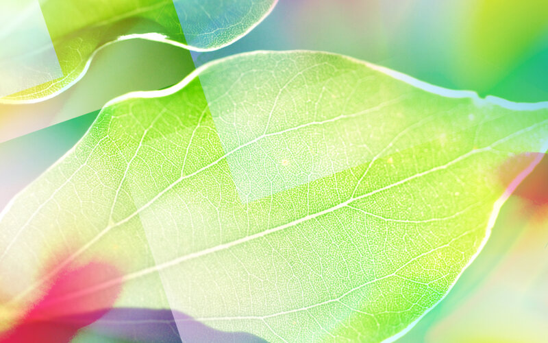 Green Leaf Veins