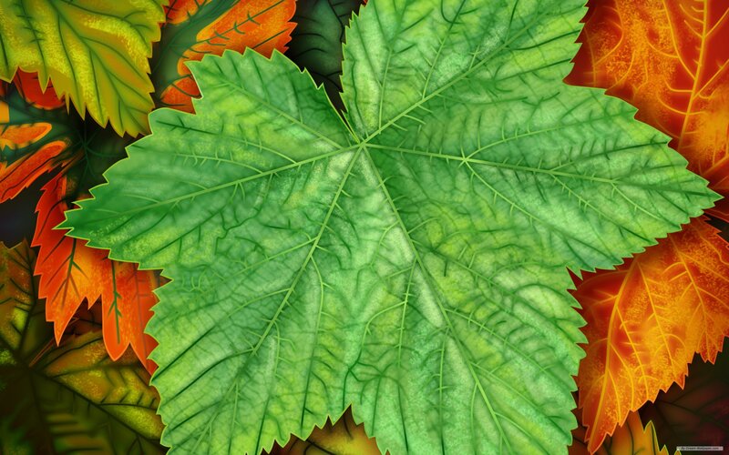 Green Leaf with Autumn Leaves — Vibrant
