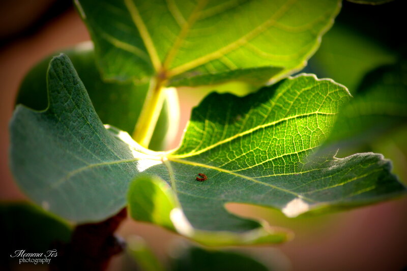 Green Leaf with Caterpillar