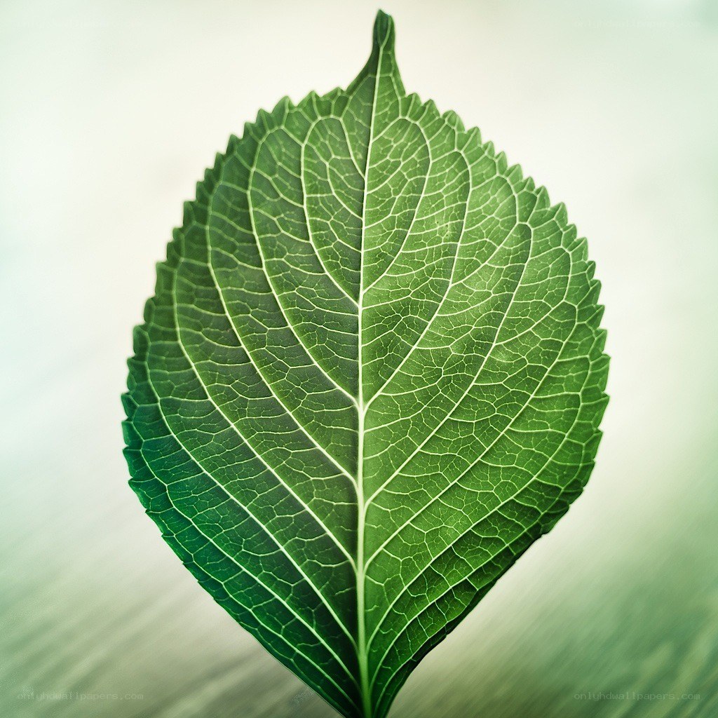green leaf with detailed veins