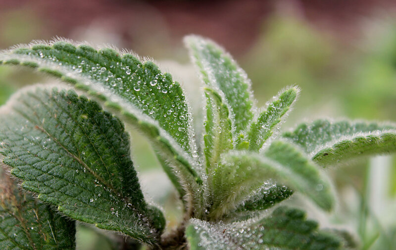 Green Leaf with Dew Drops — Calm, Morning