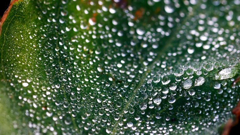 Green Leaf with Dew Drops — Calm