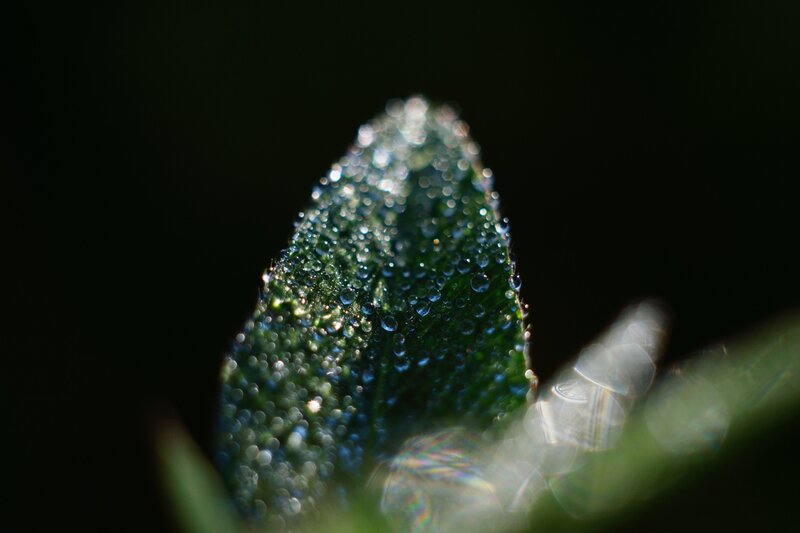 Green Leaf with Dew Drops — Serene, Morning
