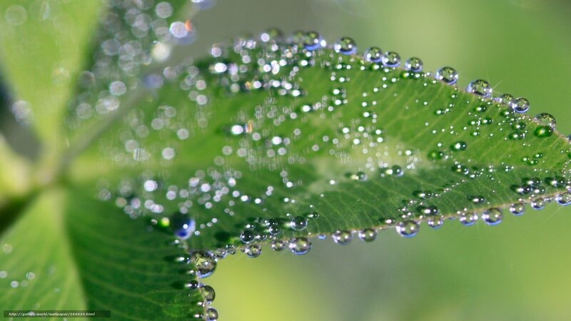 Green Leaf with Dew Drops — Serene