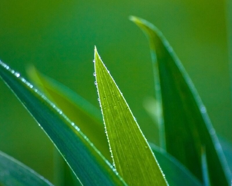Green Leaf with Dew — Morning