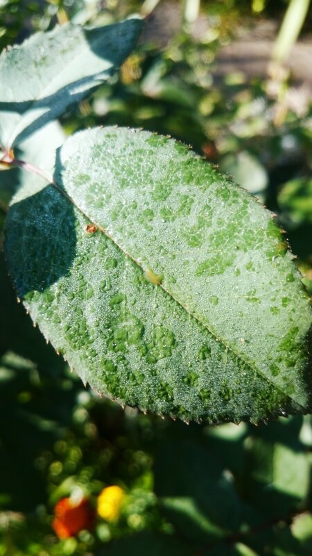 Green Leaf with Dew — Serene, Morning, Photograph, Dew Drops