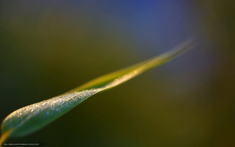 Green Leaf with Dew — Serene, Morning, Photograph