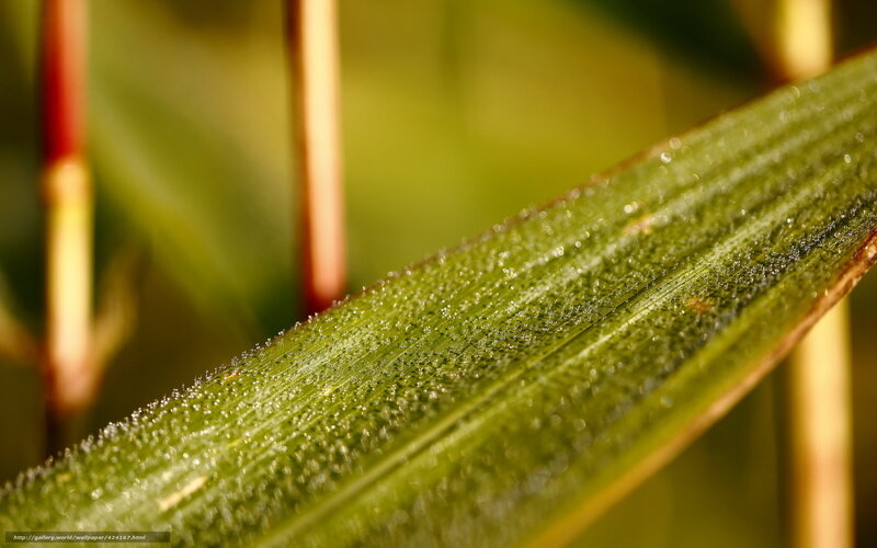 Green Leaf with Dew — Serene, Morning