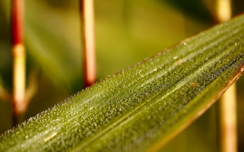 Green Leaf with Dew — Serene