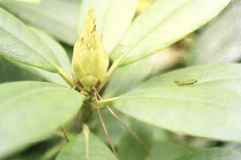 green leaf with flower bud