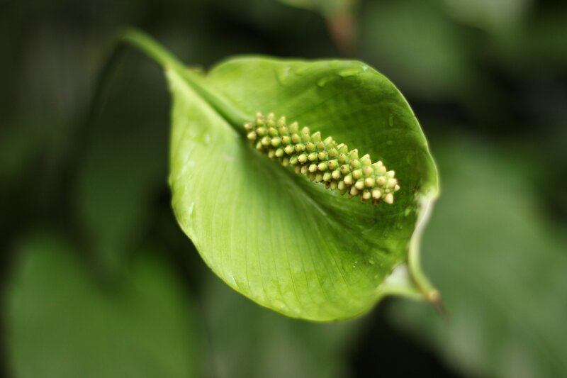 green leaf with flower spike