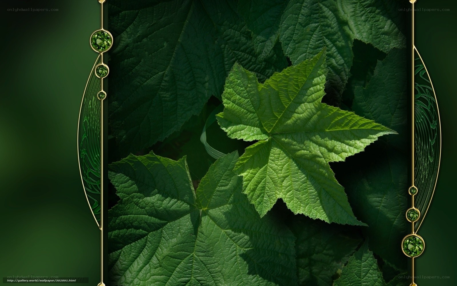 green leaf with golden frame