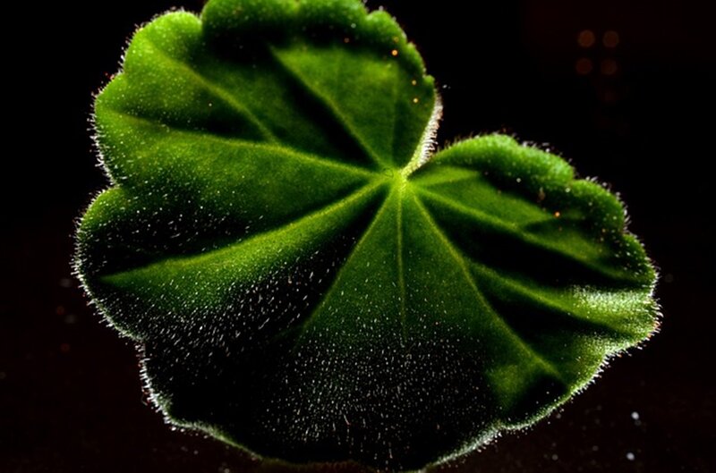 Green Leaf with Hairs