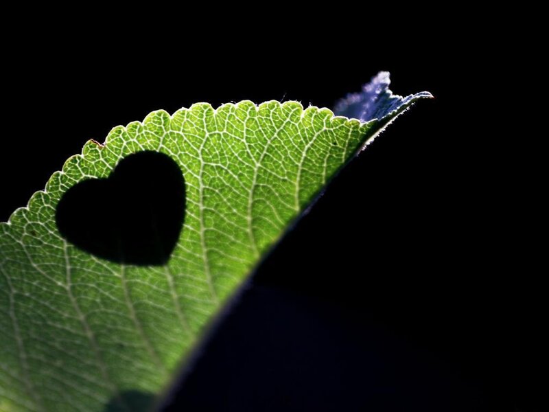 Green Leaf with Heart Shape
