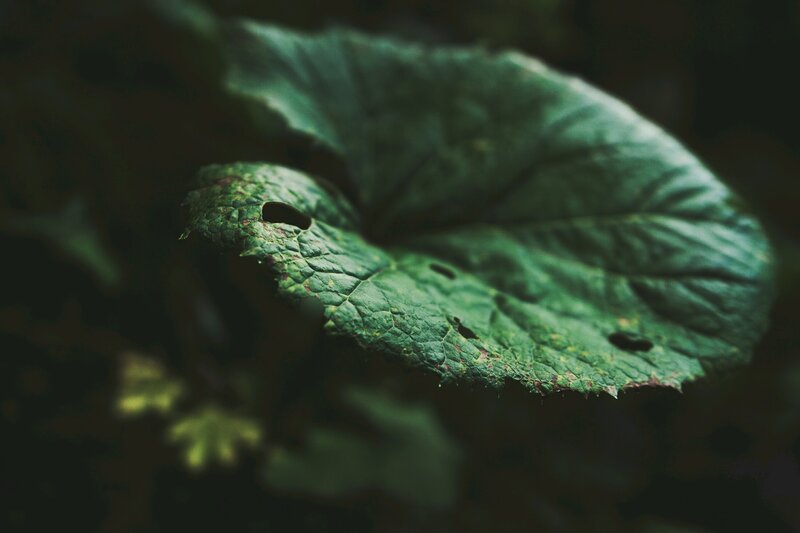 Green Leaf with Holes — Dark