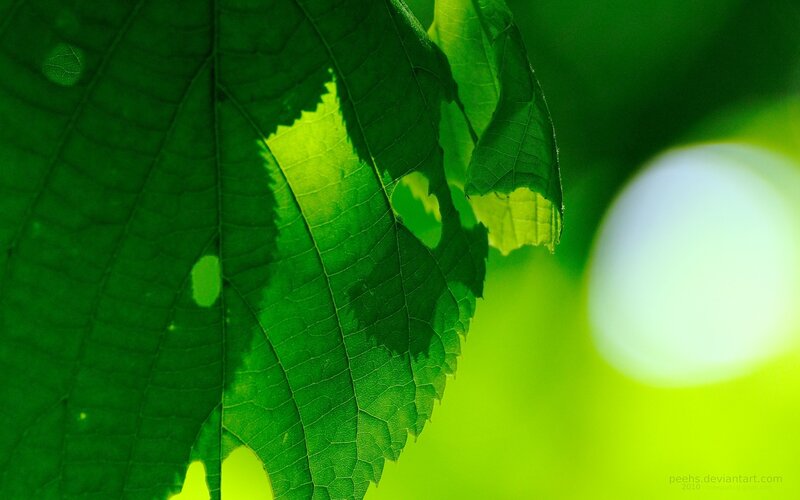 Green Leaf with Holes